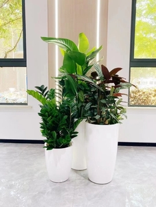 想给环境添绿吗？宁波江北绿植出租公司等您来